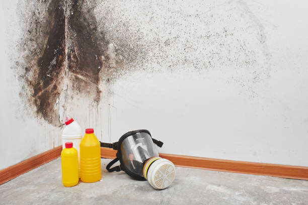 Best Emergency Mold Remediation in Norris City, IL