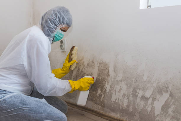 Best Insurance-Related Mold Remediation in Norris City, IL