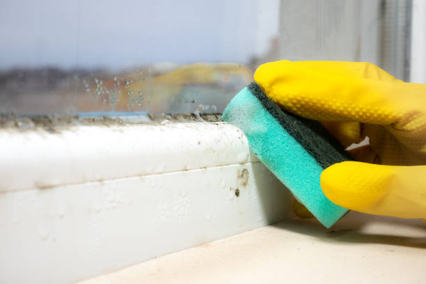 Best Health and Safety Mold Remediation in Norris City, IL