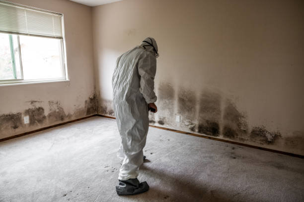 Best Basement Mold Remediation in Norris City, IL
