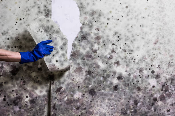 Reliable Norris City, IL Mold Remediation Solutions