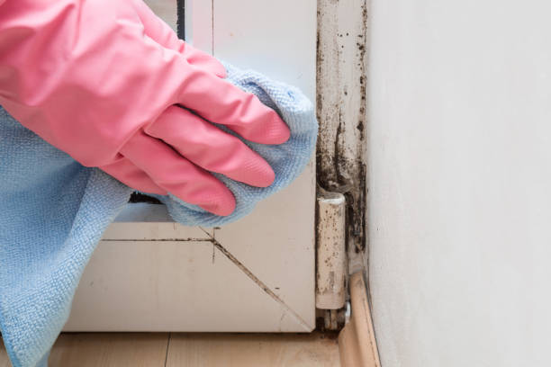 Best HVAC Mold Remediation in Norris City, IL