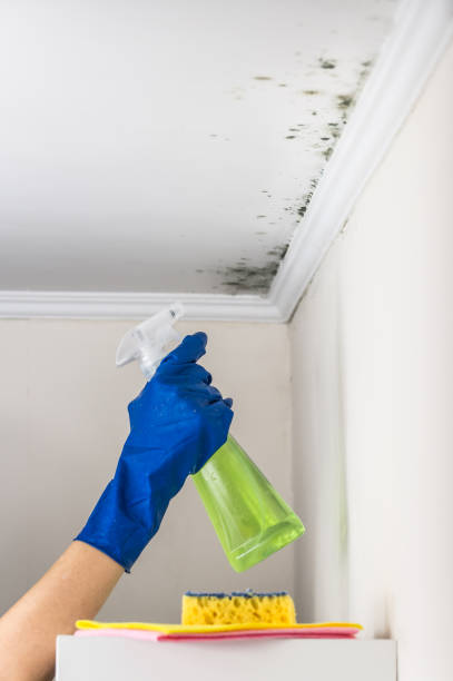 Best White Mold Remediation in Norris City, IL